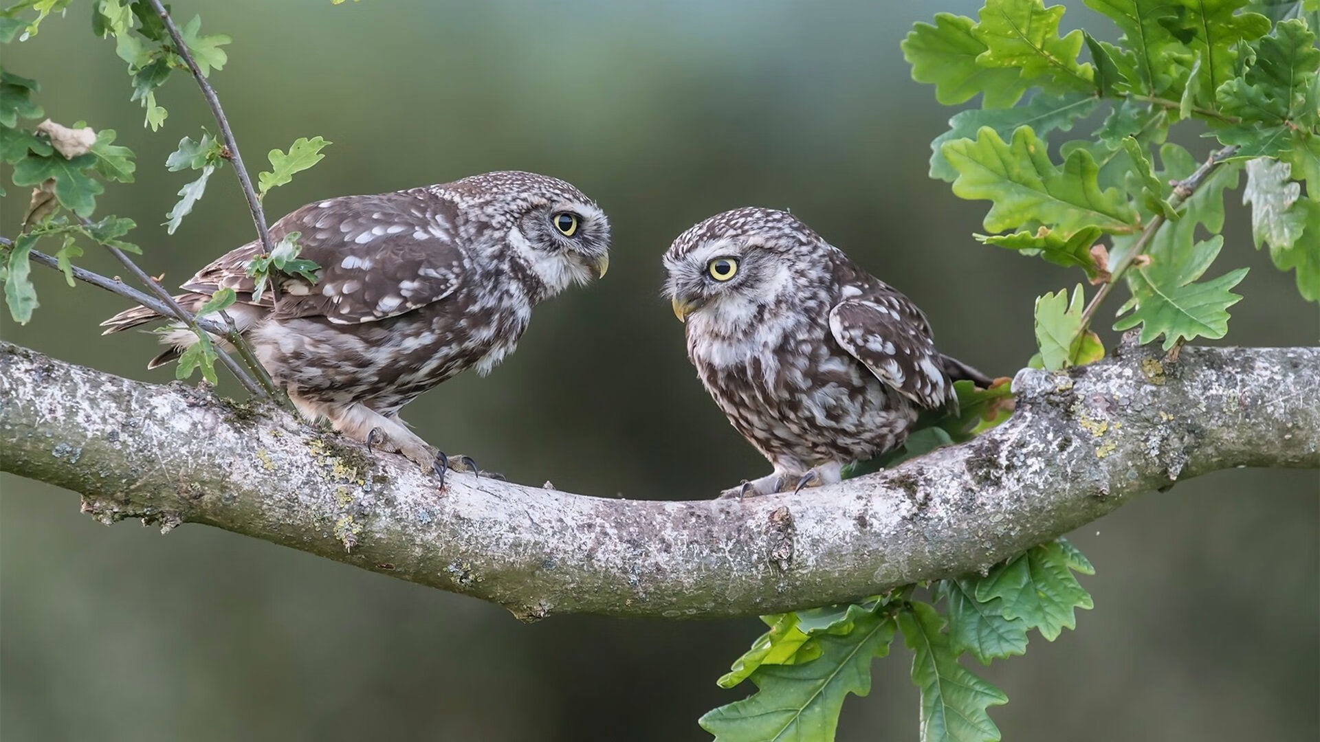 kaiyun网站-德国羽毛球选手在女子单打比赛中获得第九名，德国羽毛球男单名将